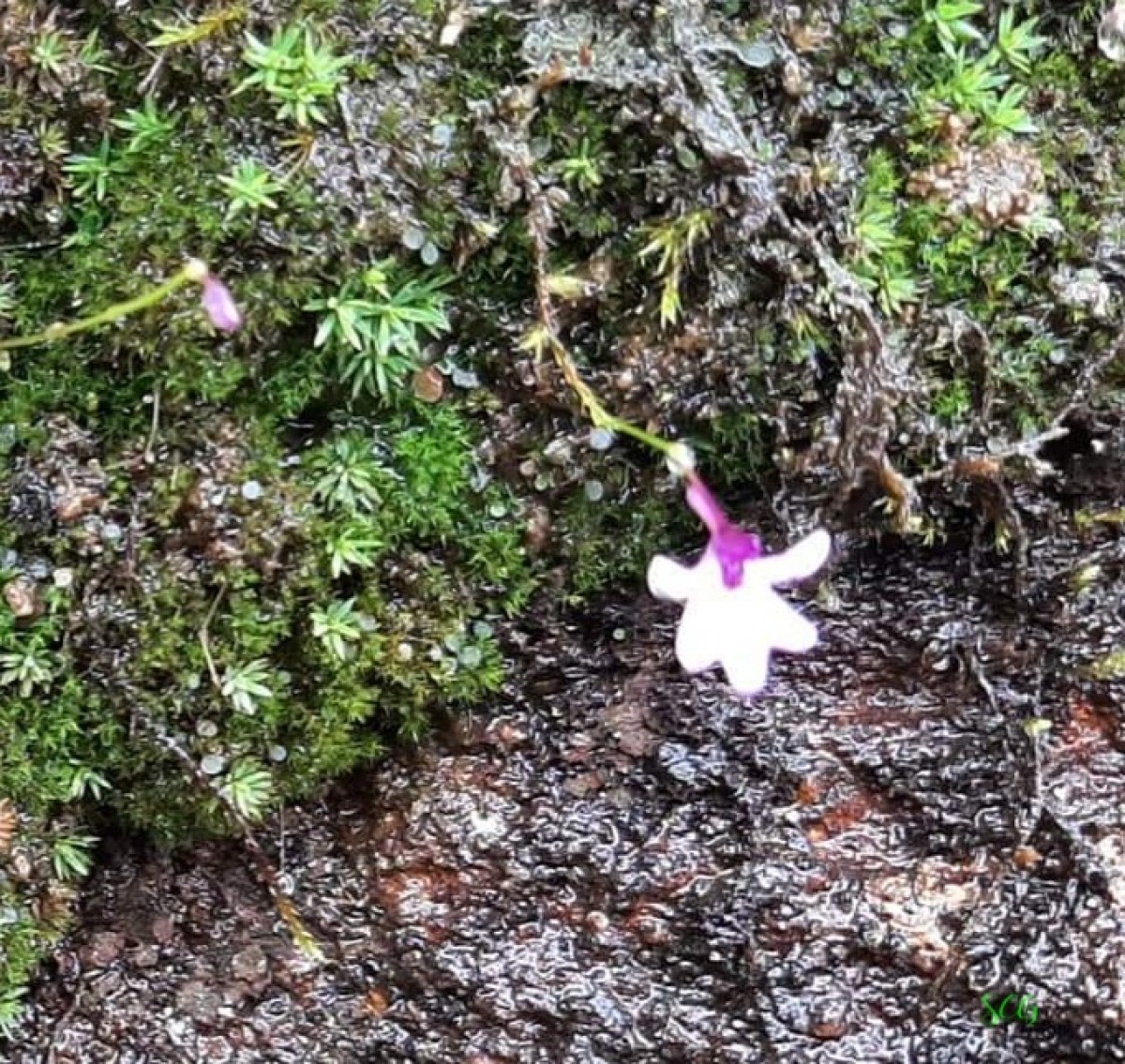 Utricularia moniliformis P.Taylor